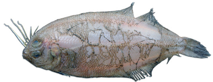 Arnoglossus imperialis_02.jpg